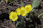 ����� ������������ (Ranunculus paucidentatus) ����-������������� ����������, ���������