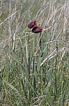 ������ ������������� (Fritillaria meleagroides) ������������� ����������, ���������