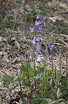 �������� ������������ (Corydalis ambigua) ��������� ���� ��������, ��������, ������