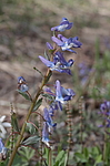 �������� ������������ (Corydalis ambigua) ��������� ���� ��������, ��������, ������