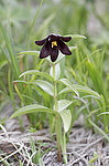 ������ ���������� (Fritillaria camschatcensis) ��������� ���� ��������, ��������, ������
