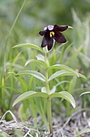 ������ ���������� (Fritillaria camschatcensis) ��������� ���� ��������, ��������, ������
