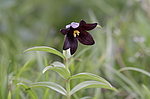 ������ ���������� (Fritillaria camschatcensis) ��������� ���� ��������, ��������, ������