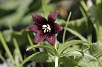 ������ ���������� (Fritillaria camschatcensis) ��������� ���� ��������, ��������, ������
