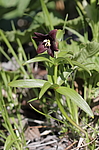 ������ ���������� (Fritillaria camschatcensis) ��������� ���� ��������, ��������, ������