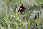 ������ ���������� (Fritillaria camschatcensis) ��������� ���� ��������, ��������, ������