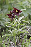 ������ ���������� (Fritillaria camschatcensis) ��������� ���� ��������, ��������, ������