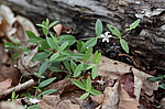�������� ������������� (Moehringia lateriflora) ������-�������� ����������, ���������� ����, ������