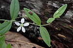 �������� ������������� (Moehringia lateriflora) ������-�������� ����������, ���������� ����, ������