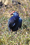 �������� (Porphyrio porphyrio) ������������ ���� �������� �����, ���� ����������, �����