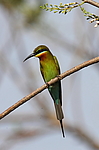����������� ����� (Merops philippinus) ���-�����