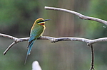 ����������� ����� (Merops philippinus) ���-�����