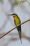 ����������� ����� (Merops philippinus) ���-�����