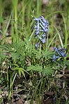 �������� ������������ (Corydalis ambigua) ������-�������� ����������, ���������� ����, ������