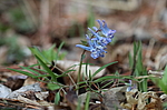 �������� ������������ (Corydalis ambigua) ������-�������� ����������, ���������� ����, ������