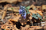 �������� ������������ (Corydalis ambigua) ������-�������� ����������, ���������� ����, ������