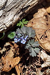 �������� ������������ (Corydalis ambigua) ������-�������� ����������, ���������� ����, ������