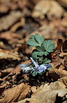 �������� ������������ (Corydalis ambigua) ������-�������� ����������, ���������� ����, ������