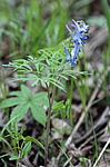 �������� ������������ (Corydalis ambigua) ������-�������� ����������, ���������� ����, ������