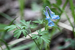 �������� ������������ (Corydalis ambigua) ������-�������� ����������, ���������� ����, ������