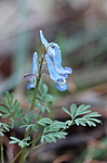 �������� ������������ (Corydalis ambigua) ������-�������� ����������, ���������� ����, ������