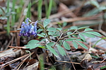 �������� ������������ (Corydalis ambigua) ������-�������� ����������, ���������� ����, ������