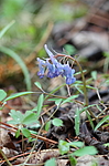 �������� ������������ (Corydalis ambigua) ������-�������� ����������, ���������� ����, ������