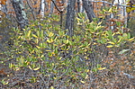 ����������� ����������� (Rhododendron sichotense) ������-�������� ����������, ���������� ����, ������