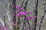 ����������� ����������� (Rhododendron sichotense) ������-�������� ����������, ���������� ����, ������