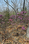 ����������� ����������� (Rhododendron sichotense) ������-�������� ����������, ���������� ����, ������