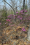 ����������� ����������� (Rhododendron sichotense) ������-�������� ����������, ���������� ����, ������