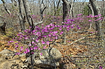 ����������� ����������� (Rhododendron sichotense) ������-�������� ����������, ���������� ����, ������