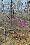 ����������� ����������� (Rhododendron sichotense) ������-�������� ����������, ���������� ����, ������