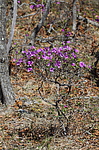 ����������� ����������� (Rhododendron sichotense) ������-�������� ����������, ���������� ����, ������