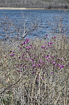����������� ����������� (Rhododendron sichotense) ������-�������� ����������, ���������� ����, ������