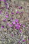 ����������� ����������� (Rhododendron sichotense) ������-�������� ����������, ���������� ����, ������