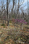 ����������� ����������� (Rhododendron sichotense) ������-�������� ����������, ���������� ����, ������