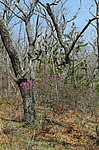 ����������� ����������� (Rhododendron sichotense) ������-�������� ����������, ���������� ����, ������