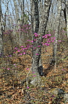 ����������� ����������� (Rhododendron sichotense) ������-�������� ����������, ���������� ����, ������