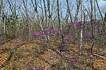 ����������� ����������� (Rhododendron sichotense) ������-�������� ����������, ���������� ����, ������