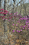 ����������� ����������� (Rhododendron sichotense) ������-�������� ����������, ���������� ����, ������