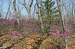 ����������� ����������� (Rhododendron sichotense) ������-�������� ����������, ���������� ����, ������