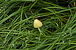 �������� ���������� � Coprinus disseminatus (Fr. ) S. F. Gray, ��� Pseudocoprinus disseminatus