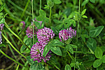 ������ ������� - Trifolium pratense, Red Clover