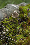������ ������� � Mycena viscosa (Secr. ) Maire