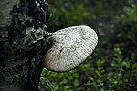 �������� ��������� - Fomes fomentarius