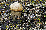 ����������� ������� (Leccinum aurantiacum)