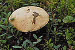 ����������� ������� (Leccinum aurantiacum)