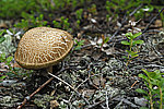 ������������ ������������ - Leccinum scabrum