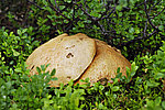 ����������� ������� (Leccinum aurantiacum)